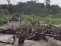 Banjir Bandang Keerom Papua Hanyutkan Ribuan Kayu Gelondongan, Jembatan Putus: Analisis & Fakta