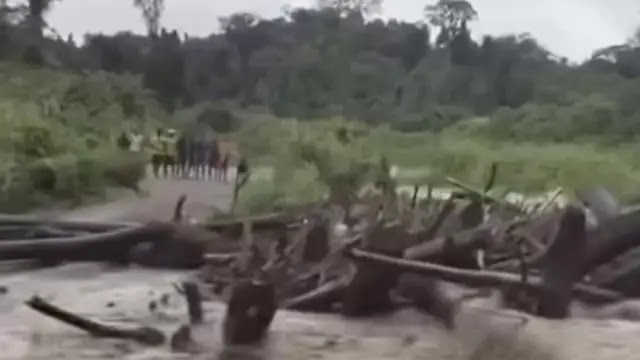 Banjir Bandang Keerom Papua Hanyutkan Ribuan Kayu Gelondongan, Jembatan Putus: Analisis & Fakta