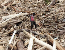 Tanggung Jawab Kerusakan Lingkungan di Sumatera: Analisis Pakar Mahawan Karuniasa
