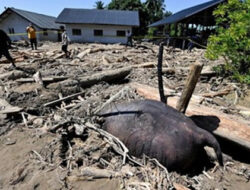 Tantangan Raja Juli Antoni: Selamatkan Gajah Sumatera & Hutan Indonesia dari Oligarki