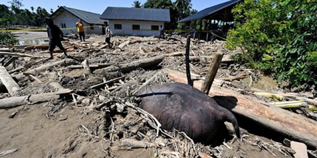 Tantangan Raja Juli Antoni: Selamatkan Gajah Sumatera & Hutan Indonesia dari Oligarki