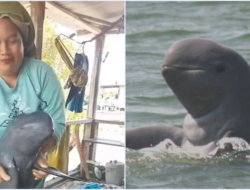 Video Viral Wanita Joget Pegang Ikan Pesut Mahakam Langka, Terancam Hukum Pidana