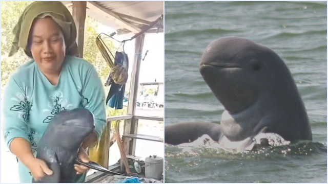 Video Viral Wanita Joget Pegang Ikan Pesut Mahakam Langka, Terancam Hukum Pidana