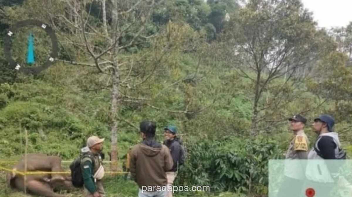 Warga Bener Meriah Tewas Diduga Diinjak Gajah Sumatera Liar di Kebun Jagung
