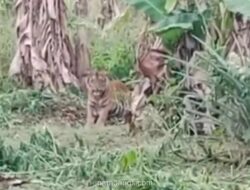 BKSDA Pasang Kamera Jebak Pantau Harimau Sumatera di Agam