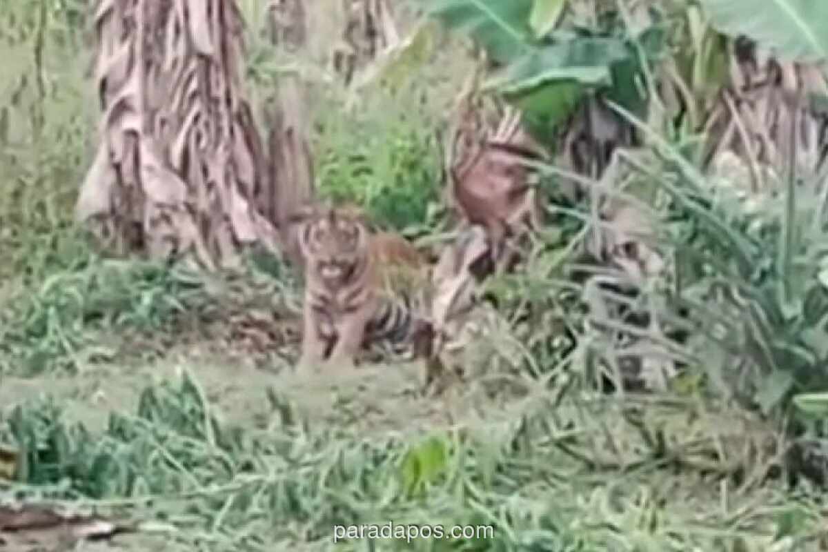 BKSDA Pasang Kamera Jebak Pantau Harimau Sumatera di Agam