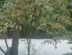 Kebakaran Gudang Pestisida di Tangsel Cemari Sungai, Ikan Mati Mengambang