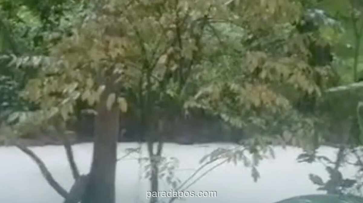 Kebakaran Gudang Pestisida di Tangsel Cemari Sungai, Ikan Mati Mengambang