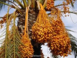 Lima Manfaat Kurma untuk Jaga Kebugaran Selama Ramadan