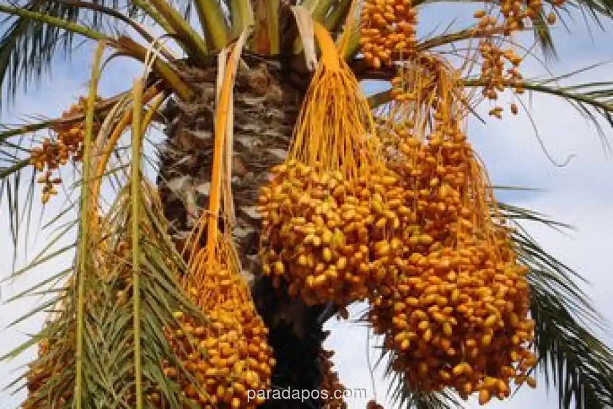 Lima Manfaat Kurma untuk Jaga Kebugaran Selama Ramadan