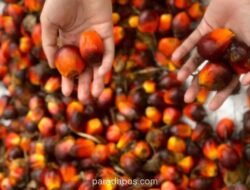 Harga TBS Sawit Sumsel Naik Awal Februari, Tertinggi Rp3.559 per Kg untuk Tanaman 10-20 Tahun