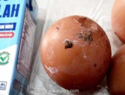 Telur Berkotoran Ayam dalam Program Makan Bergizi Gratis di Tulungagung Dikeluhkan Wali Murid
