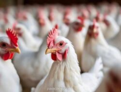 Pemerintah Setujui Impor 580 Ribu Ayam Bibit Unggul dari AS untuk Jaga Stabilitas Pasokan