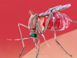 Kemenkes Optimistis Target Nol Kematian DBD 2030 Tercapai, Angka Fatalitas Sentuh Rekor 0,4%