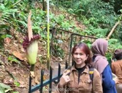 Bunga Bangkai Raksasa Mekar Sempurna di Kebun Raya Bogor, Diserbu Pengunjung