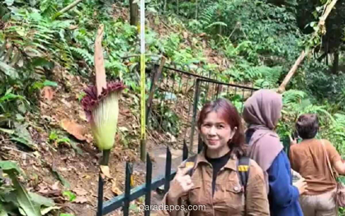 Bunga Bangkai Raksasa Mekar Sempurna di Kebun Raya Bogor, Diserbu Pengunjung