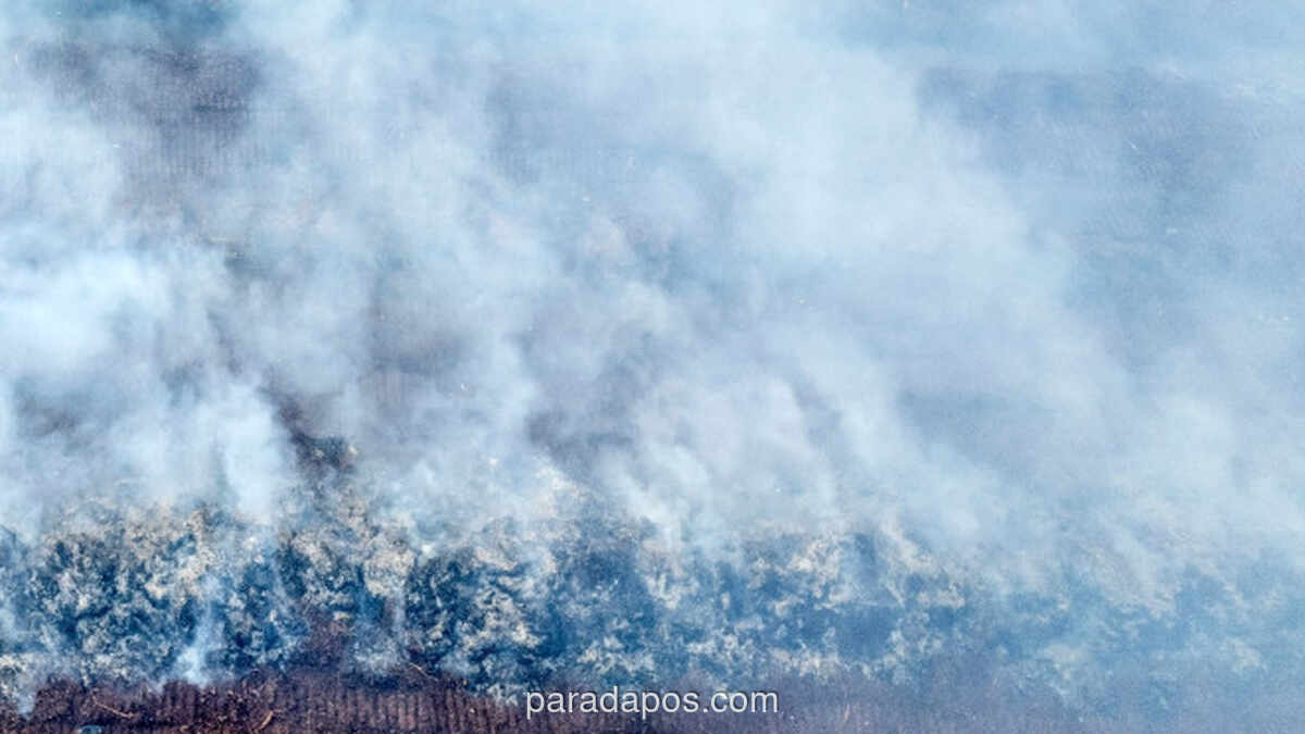Karhutla Masih Melanda Lima Wilayah di Riau, BPBD Dorong Status Darurat
