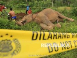 Gajah Sumatera Ditemukan Mati Tanpa Kepala di Areal HTI Riau, Diduga Perburuan Liar