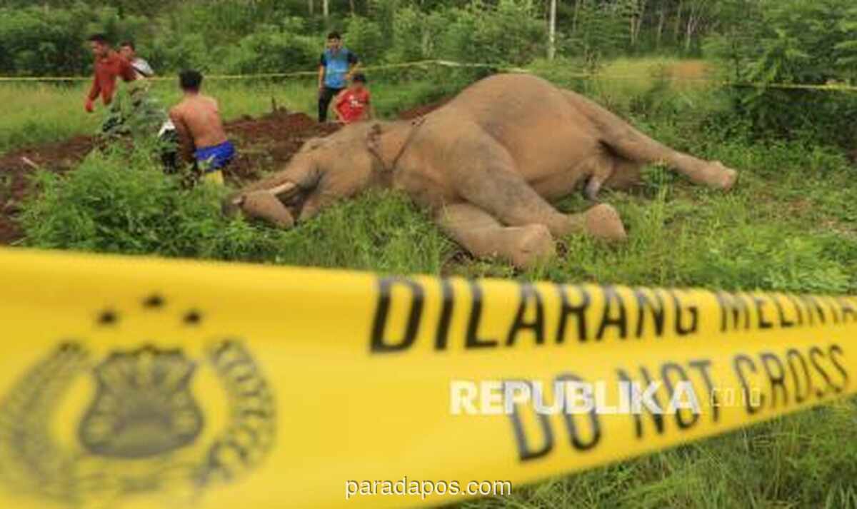Gajah Sumatera Ditemukan Mati Tanpa Kepala di Areal HTI Riau, Diduga Perburuan Liar