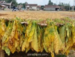 Ketua Yayasan Desak Pemerintah Tetapkan Madura sebagai KEK Tembakau