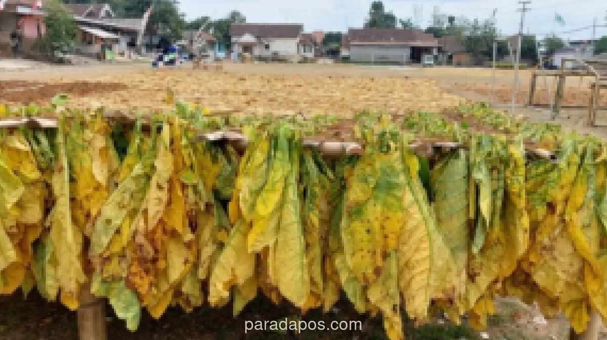 Ketua Yayasan Desak Pemerintah Tetapkan Madura sebagai KEK Tembakau