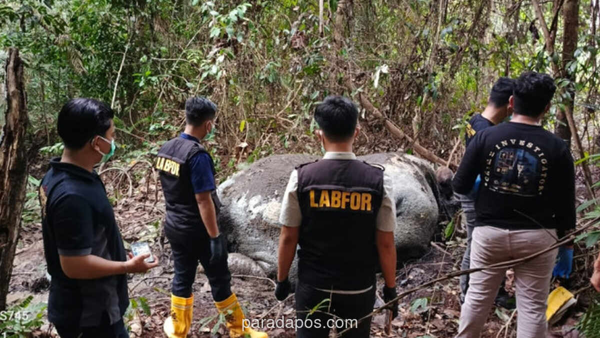 Gakkum Kemenhut Panggil Direksi RAPP Terkait Kematian Gajah Sumatra di Konsesi