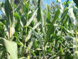 Pemerintah Buka Impor Jagung AS Khusus untuk Industri Makanan dan Minuman