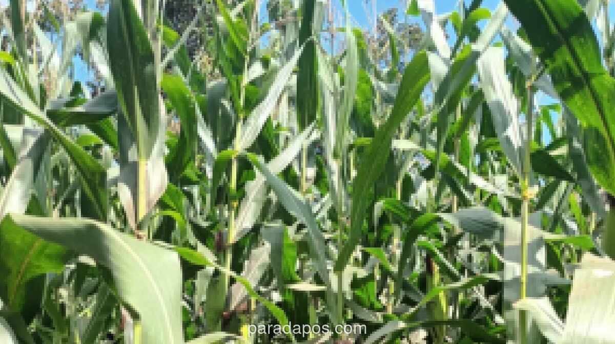 Pemerintah Buka Impor Jagung AS Khusus untuk Industri Makanan dan Minuman