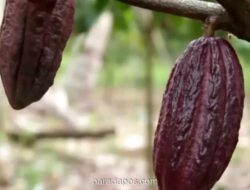 Pemerintah Siapkan Rp29,6 Miliar untuk Bibit Kakao, Kelapa, dan Pala di Kolaka Utara pada 2026