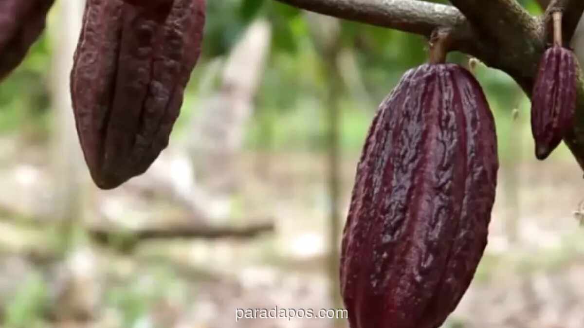 Pemerintah Siapkan Rp29,6 Miliar untuk Bibit Kakao, Kelapa, dan Pala di Kolaka Utara pada 2026