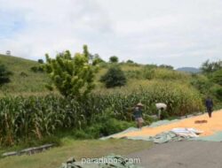 Dompu Tingkatkan Produksi Pangan Tanpa Perluas Lahan ke Hutan