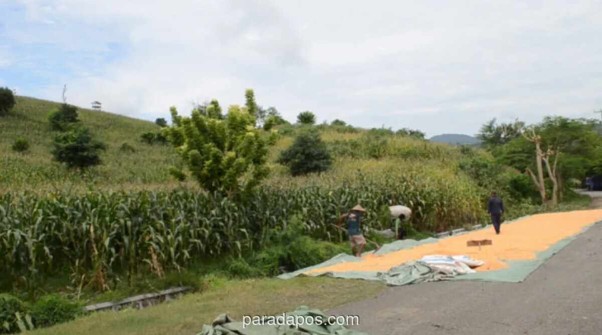 Dompu Tingkatkan Produksi Pangan Tanpa Perluas Lahan ke Hutan