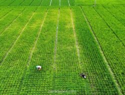Pemerintah Percepat Penetapan Lahan Sawah Dilindungi di 29 Provinsi