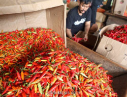 Harga Cabai Rawit dan Protein Hewani Naik Menjelang Ramadan di Cirebon