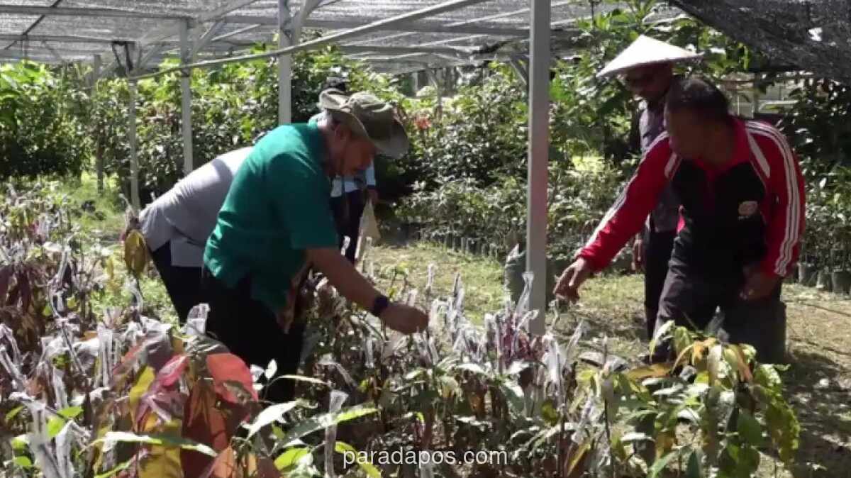 Sultra Terima Bantuan Bibit Perkebunan Rp200 Miliar dari APBN 2026