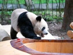 Panda Raksasa di Kebun Binatang Chongqing Tampil Menggemaskan Pengunjung