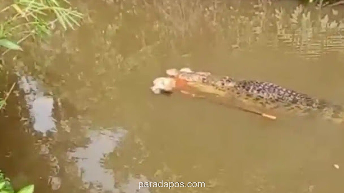 Ibu Rumah Tangga Tewas Diterkam Buaya Saat Mencari Kerang di Sungai Aceh