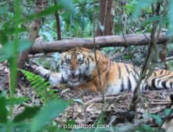 Warga Terkam Harimau Sumatra Saat Beristirahat di Dermaga Pelalawan