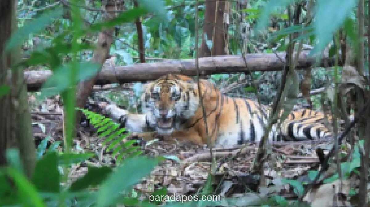 Warga Terkam Harimau Sumatra Saat Beristirahat di Dermaga Pelalawan