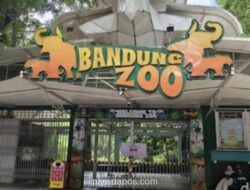 Dua Anak Harimau Benggala di Bandung Zoo Tewas Terinfeksi Virus Feline Panleukopenia