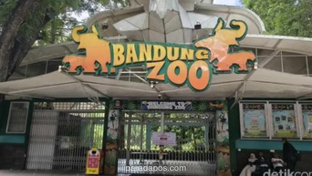Dua Anak Harimau Benggala di Bandung Zoo Tewas Terinfeksi Virus Feline Panleukopenia