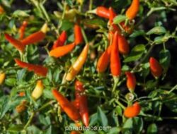 Panduan Lengkap Budidaya Cabai Rawit di Pot untuk Pemula