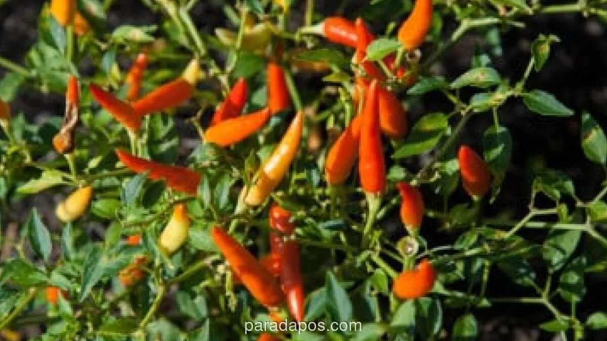 Panduan Lengkap Budidaya Cabai Rawit di Pot untuk Pemula