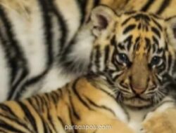 Dua Anak Harimau Benggala di Bandung Zoo Tewas Terinfeksi Virus Panleukopenia