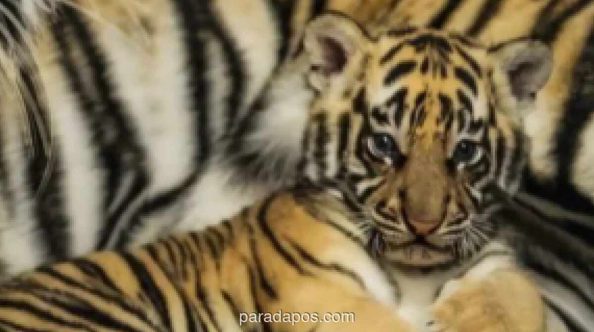 Dua Anak Harimau Benggala di Bandung Zoo Tewas Terinfeksi Virus Panleukopenia