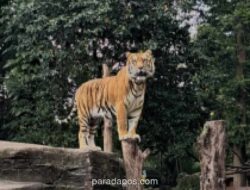 Anak Harimau Benggala Mati di Bandung Zoo, Wali Kota Serukan Evaluasi Menyeluruh