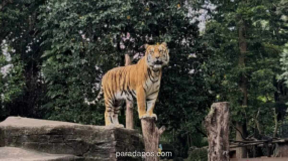 Anak Harimau Benggala Mati di Bandung Zoo, Wali Kota Serukan Evaluasi Menyeluruh