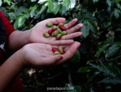 Bupati Bener Meriah Desak Perbaikan Jalan Rusak, Khawatirkan Kerugian Kopi Gayo Rp 500 Miliar