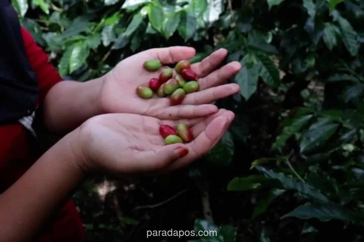 Bupati Bener Meriah Desak Perbaikan Jalan Rusak, Khawatirkan Kerugian Kopi Gayo Rp 500 Miliar
