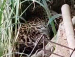 Macan Tutul Muncul di Permukiman Tawangmangu, Otoritas Lakukan Pemantauan Intensif